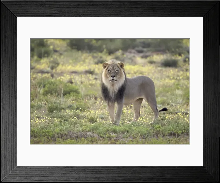 Framed Print : Lion (Panthera leo) standing among yellow wild flowers Framed Print : Lion (Panthera leo) standing among yellow wild flowers