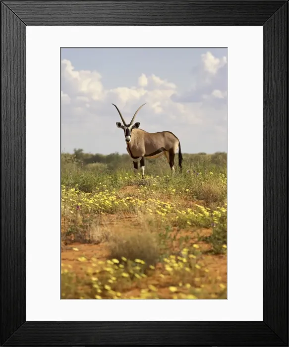 Framed Print : Gemsbok (South African oryx) Framed Print : Gemsbok (South African oryx)
