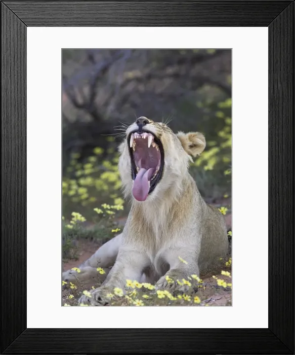 Framed Print : Young male lion (Panthera leo) yawning Framed Print : Young male lion (Panthera leo) yawning