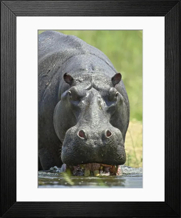 Framed Print : Hippopotamus (Hippopotamus amphibius) entering the water Framed Print : Hippopotamus (Hippopotamus amphibius) entering the water