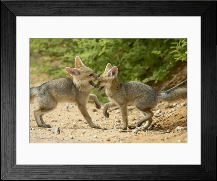Framed Print : Cape fox (Vulpes chama) pups playing Framed Print : Cape fox (Vulpes chama) pups playing