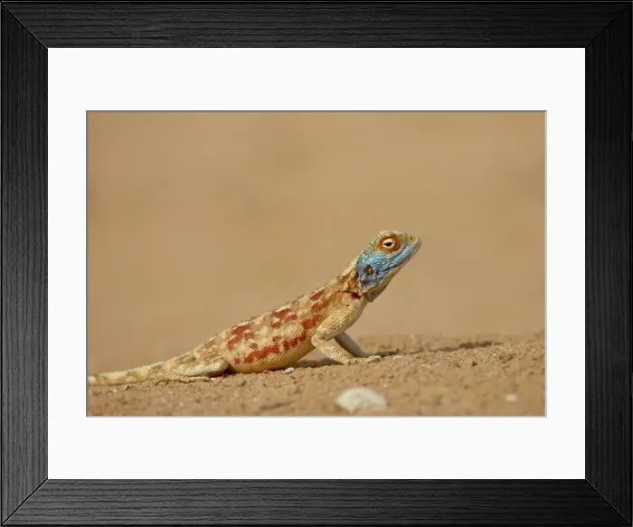 Framed Print : Male southern rock agama (Agama atra atra) Framed Print : Male southern rock agama (Agama atra atra)