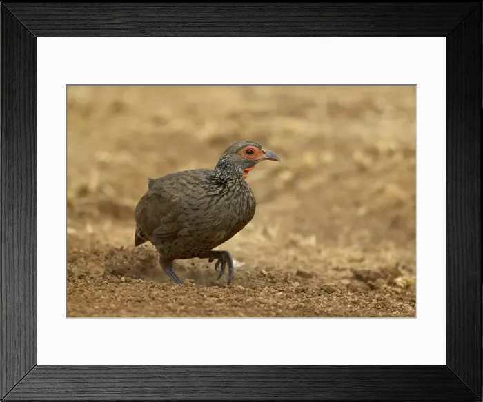 Framed Print : Swainsons francolin or spurfowl (Pternistes swainsonii) Framed Print : Swainsons francolin or spurfowl (Pternistes swainsonii)
