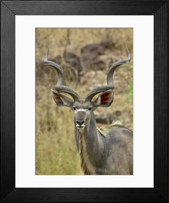 Framed Print : Male greater kudu (Tragelaphus strepsiceros) Framed Print : Male greater kudu (Tragelaphus strepsiceros)