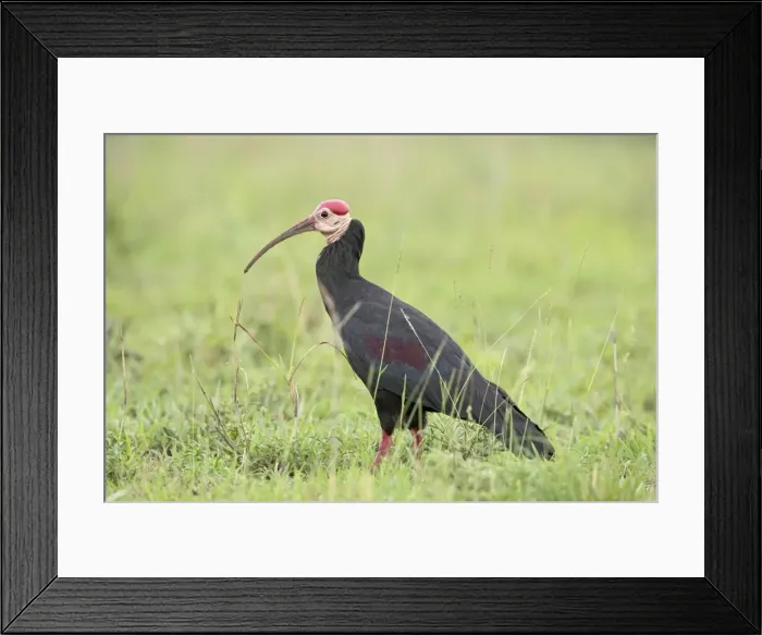 Framed Print : Southern bald ibis (Geronticus calvus) Framed Print : Southern bald ibis (Geronticus calvus)