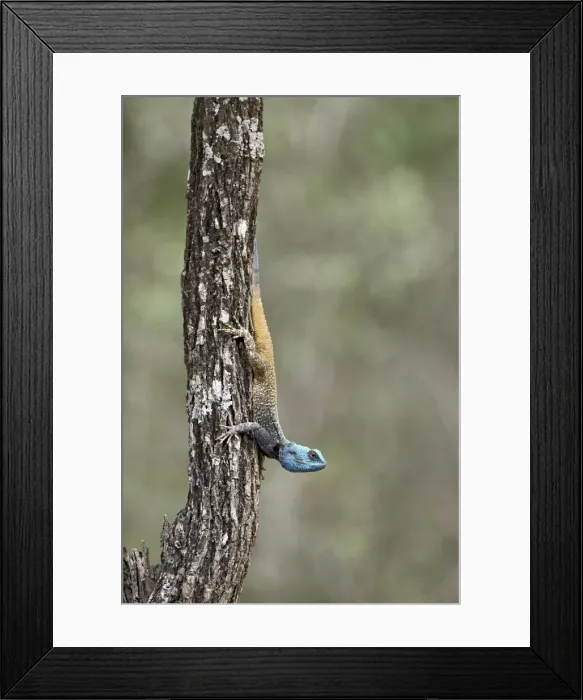 Framed Print : Southern Tree Agama (Acanthocerus atricollis) Framed Print : Southern Tree Agama (Acanthocerus atricollis)