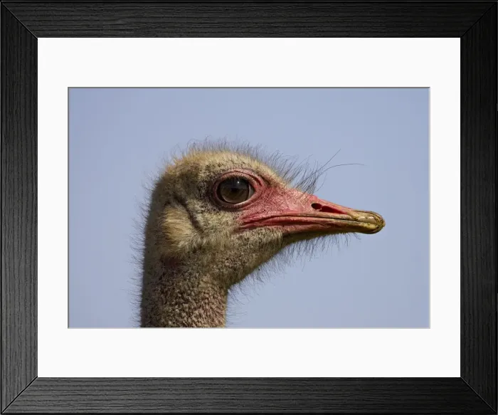 Framed Print : Common ostrich (Struthio camelus) Framed Print : Common ostrich (Struthio camelus)