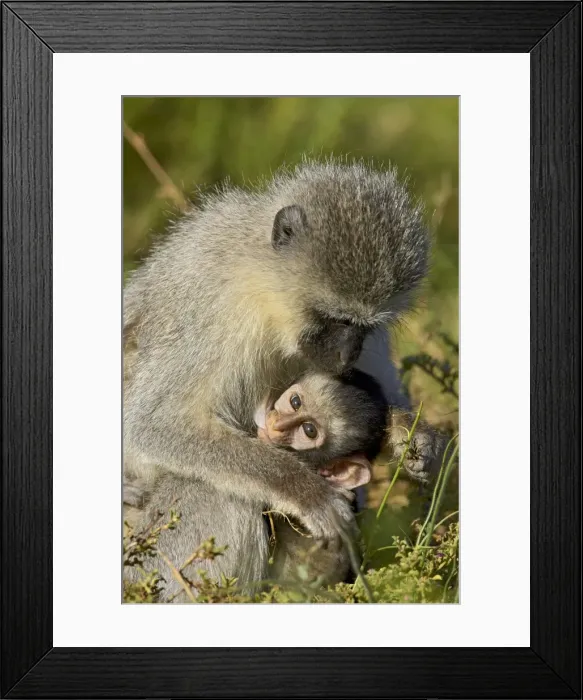 Framed Print : Vervet monkey (Chlorocebus aethiops) nursing Framed Print : Vervet monkey (Chlorocebus aethiops) nursing