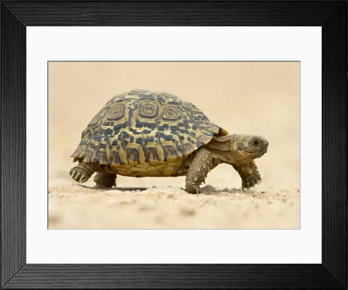 Framed Print : Leopard tortoise (Geochelone pardalis) Framed Print : Leopard tortoise (Geochelone pardalis)