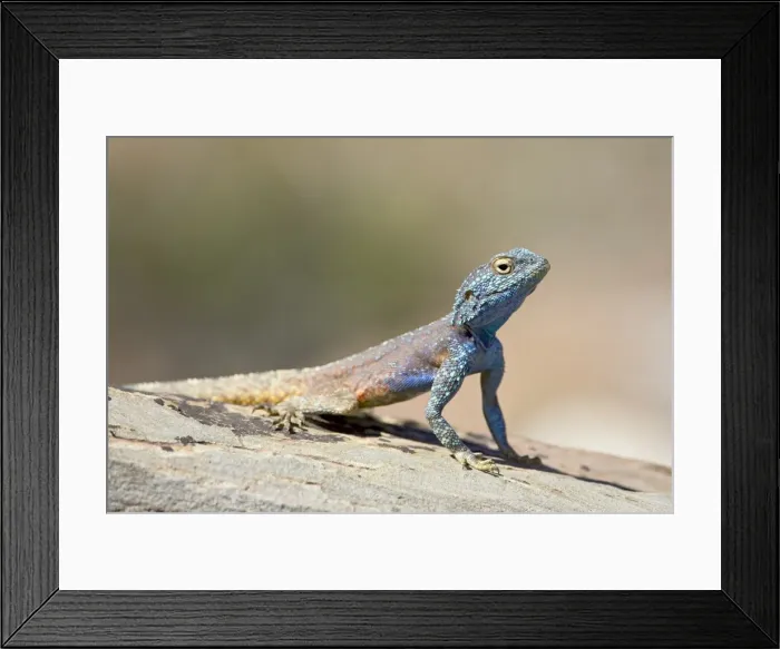 Framed Print : Male Southern rock agama (Agama atra atra) Framed Print : Male Southern rock agama (Agama atra atra)