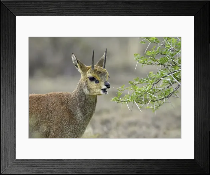 Framed Print : Male klipspringer (Oreotragus oreotragus) eating Framed Print : Male klipspringer (Oreotragus oreotragus) eating