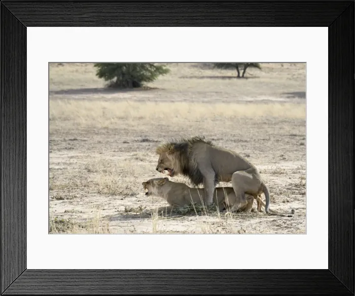 Framed Print : Lion (Panthera leo) mating Framed Print : Lion (Panthera leo) mating