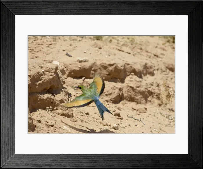 Framed Print : Swallow-tailed bee-eater Framed Print : Swallow-tailed bee-eater