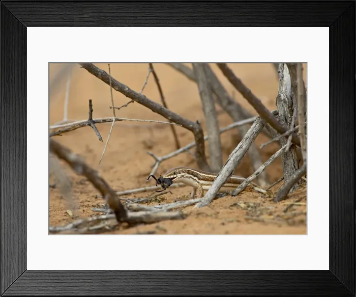 Framed Print : Western three-striped skink (Mabuya occidentalis) with beetle Framed Print : Western three-striped skink (Mabuya occidentalis) with beetle