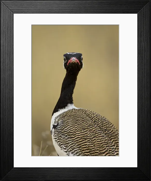 Framed Print : Male Northern black korhaan (Eupodotis afraoides) Framed Print : Male Northern black korhaan (Eupodotis afraoides)