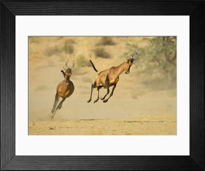 Framed Print : Two red hartebeest (Alcelaphus buselaphus) running and playing Framed Print : Two red hartebeest (Alcelaphus buselaphus) running and playing
