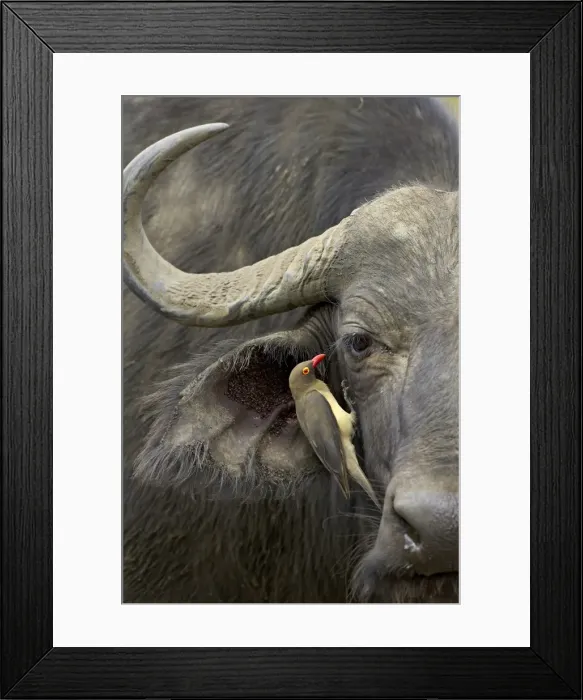 Framed Print : Red-billed oxpecker Framed Print : Red-billed oxpecker