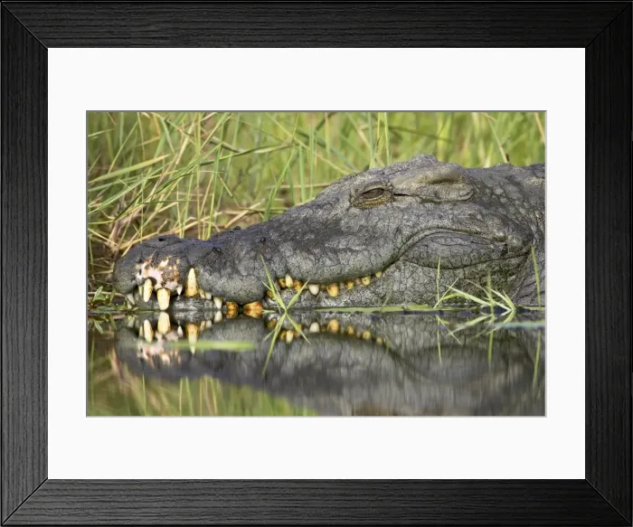 Framed Print : Nile crocodile (Crocodylus niloticus) Framed Print : Nile crocodile (Crocodylus niloticus)
