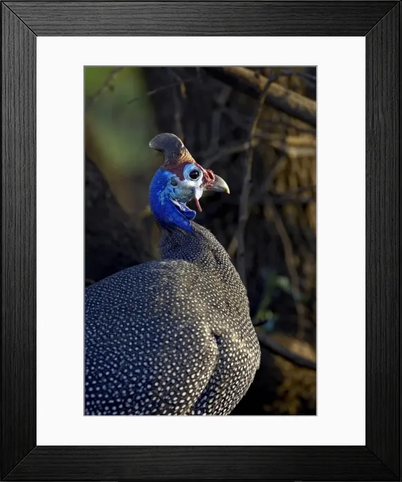 Framed Print : Helmeted guineafowl (Numida meleagris) Framed Print : Helmeted guineafowl (Numida meleagris)