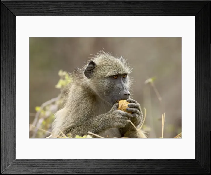 Framed Print : Chacma baboon (Papio ursinus) eating Framed Print : Chacma baboon (Papio ursinus) eating