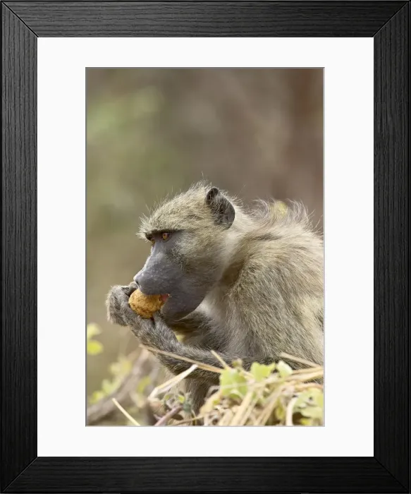 Framed Print : Chacma baboon (Papio ursinus) eating Framed Print : Chacma baboon (Papio ursinus) eating