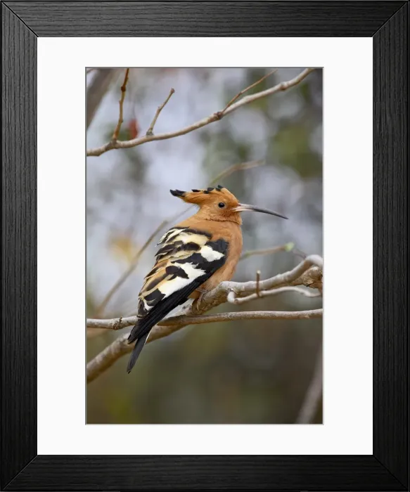 Framed Print : African hoopoe (Upupa africana) Framed Print : African hoopoe (Upupa africana)