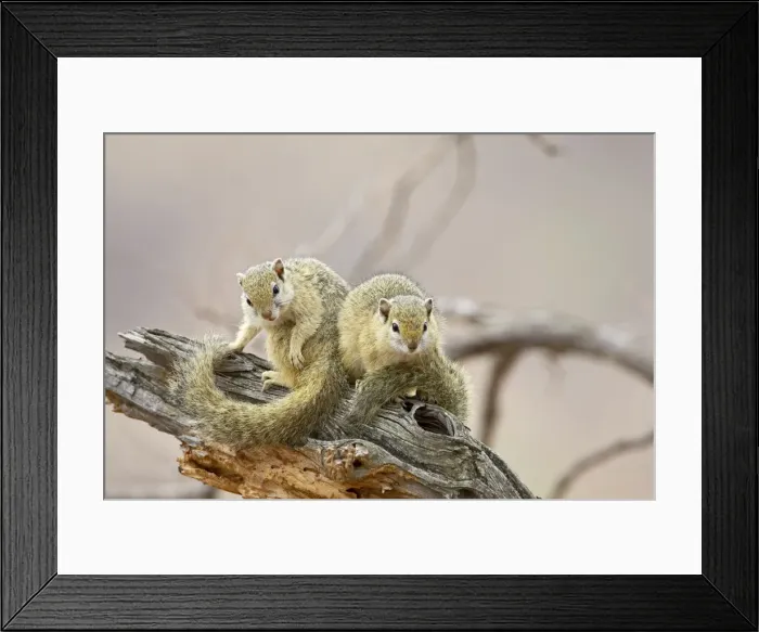Framed Print : Two tree squirrels (Paraxerus cepapi) Framed Print : Two tree squirrels (Paraxerus cepapi)