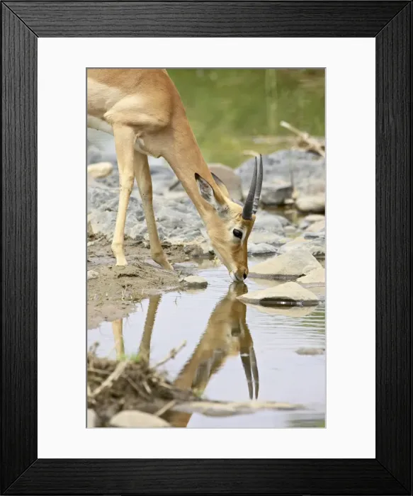 Framed Print : Young male impala (Aepyceros melampus) drinking Framed Print : Young male impala (Aepyceros melampus) drinking