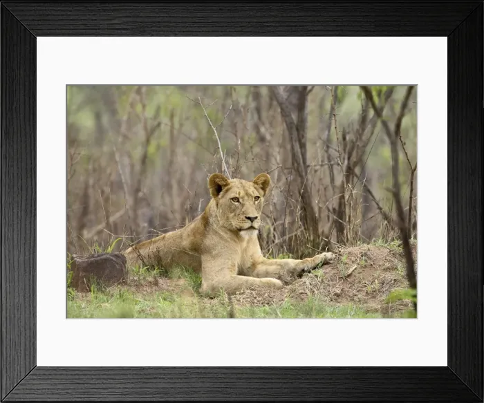 Framed Print : Female lion (Panthera leo) Framed Print : Female lion (Panthera leo)
