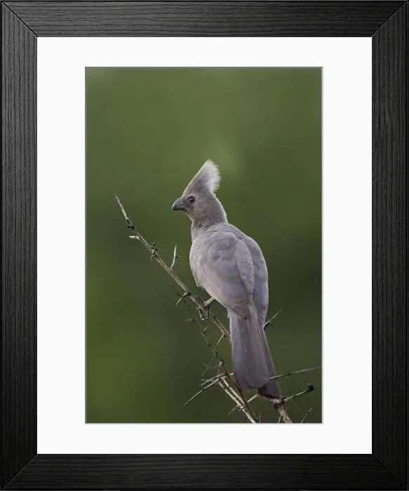 Framed Print : Grey lourie or go-away bird (Corythaixoides concolor) Framed Print : Grey lourie or go-away bird (Corythaixoides concolor)