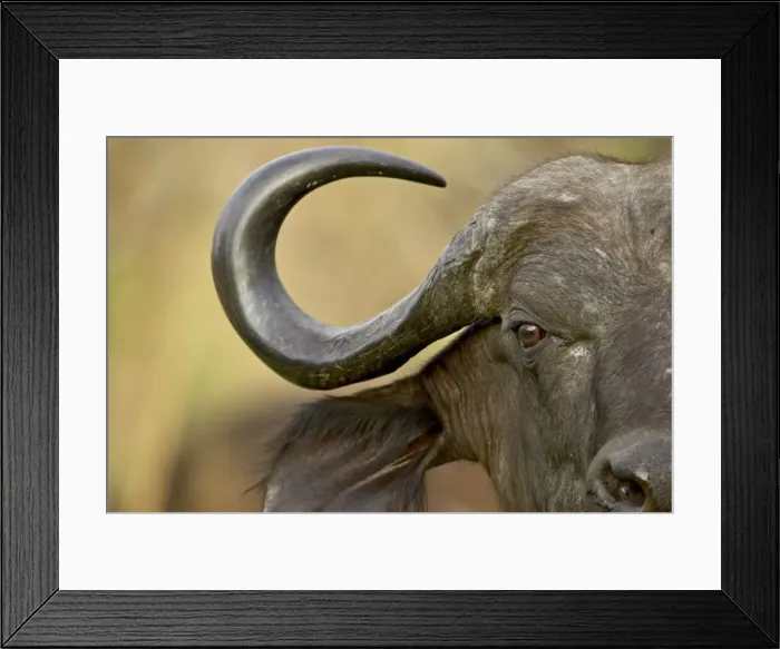 Framed Print : Cape buffalo or African buffalo (Syncerus caffer)
