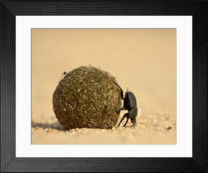 Framed Print : Dung beetle rolling a dung ball Framed Print : Dung beetle rolling a dung ball