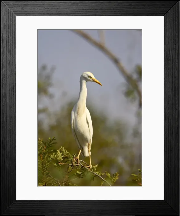 Framed Print : Cattle egret (Bubulcus ibis) Framed Print : Cattle egret (Bubulcus ibis)