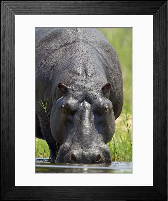 Framed Print : Hippopotamus (Hippopotamus amphibius) drinking Framed Print : Hippopotamus (Hippopotamus amphibius) drinking