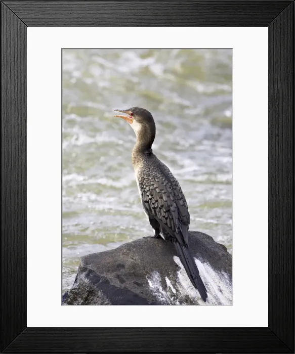 Framed Print : Juvenile reed cormorant (Phalacrocorax africanus) Framed Print : Juvenile reed cormorant (Phalacrocorax africanus)