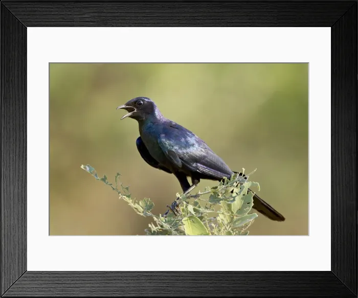 Framed Print : Burchells glossy starling (Lamprotornis australis) Framed Print : Burchells glossy starling (Lamprotornis australis)