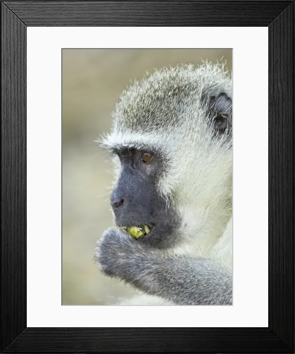 Framed Print : Vervet monkey (Chlorocebus aethiops)