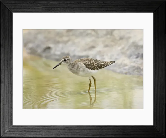 Framed Print : Wood sandpiper (Tringa glareola) Framed Print : Wood sandpiper (Tringa glareola)