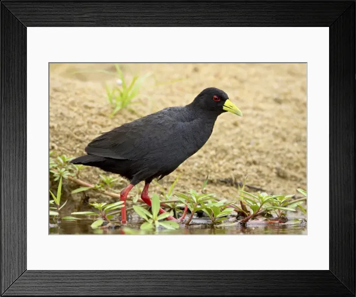 Framed Print : Black crake (Amaurornis flavirostris) Framed Print : Black crake (Amaurornis flavirostris)