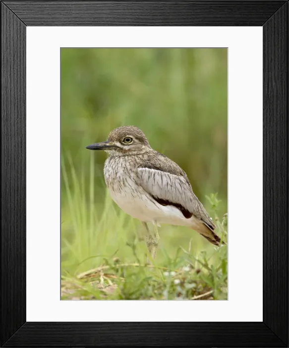 Framed Print : Water thickknee or water dikkop (Burhinus vermiculatus) Framed Print : Water thickknee or water dikkop (Burhinus vermiculatus)