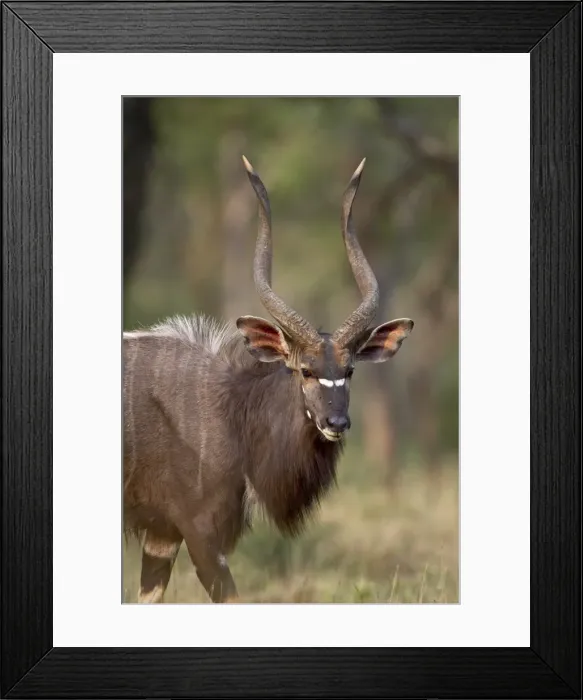 Framed Print : Male nyala (Tragelaphus angasii) Framed Print : Male nyala (Tragelaphus angasii)