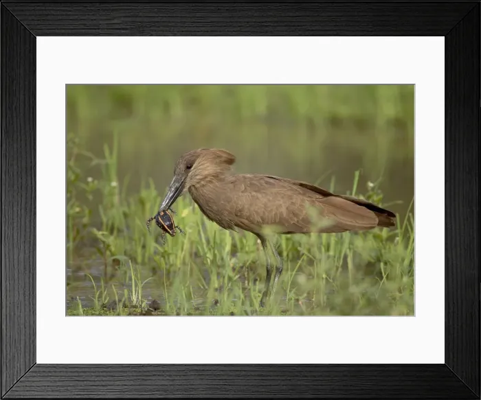 Framed Print : Hamerkop (Scopus umbretta) with a frog in its beak Framed Print : Hamerkop (Scopus umbretta) with a frog in its beak