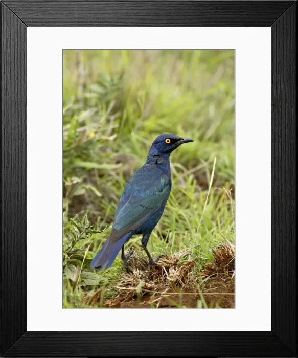 Framed Print : Cape glossy starling (Lamprotornis nitens) Framed Print : Cape glossy starling (Lamprotornis nitens)