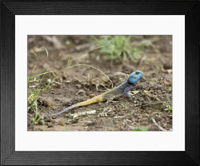 Framed Print : Southern tree agama (Acanthocerus atricollis) Framed Print : Southern tree agama (Acanthocerus atricollis)