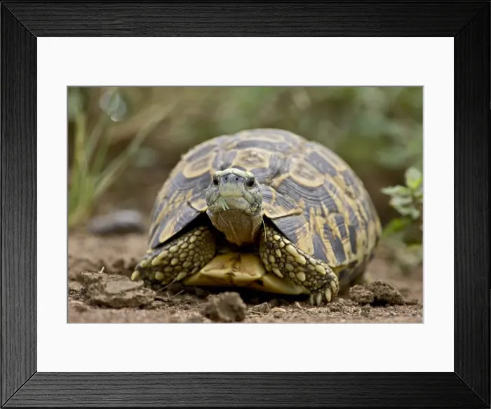 Framed Print : Leopard tortoise (Geochelone pardalis) Framed Print : Leopard tortoise (Geochelone pardalis)