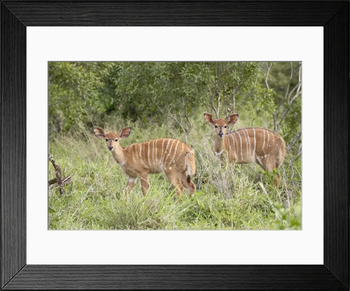 Framed Print : Two young female nyala (Tragelaphus angasii) Framed Print : Two young female nyala (Tragelaphus angasii)