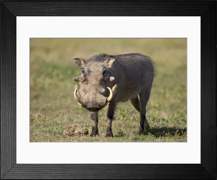 Framed Print : Warthog (Phacochoerus aethiopicus) Framed Print : Warthog (Phacochoerus aethiopicus)