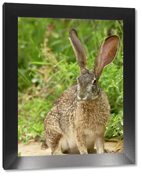African hare (Cape hare) (brown hare) (Lepus capensis)