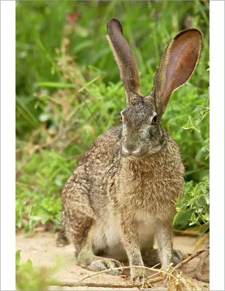 African hare (Cape hare) (brown hare) (Lepus capensis)