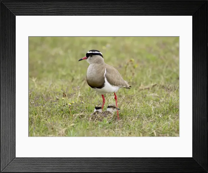 Framed Print : Crowned plover or crowned lapwing Framed Print : Crowned plover or crowned lapwing